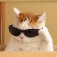 Kot V Ochkah Cat In Glasses In 2020 Cute Animal Memes Funny Dog Videos Cat Memes
