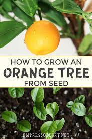 How To Grow Lemon Trees From Seed Other Citrus Fruits Orange Plant Growing Fruit Trees Orange Tree