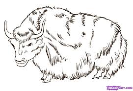 How To Draw A Yak Step By Step Great Plain Animals Animals Free Online Drawing Tutorial Added By Dawn March 25 20 Drawings Guided Drawing Online Drawing
