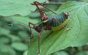 Image result for Ruspolia australis