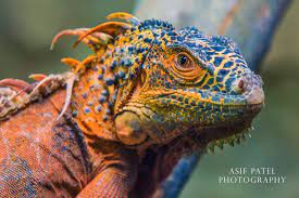 Http Cdn Pcwallart Com Images Red Iguana Full Grown Wallpaper 3 Jpg Iguana Animals Beautiful Lizard Dragon