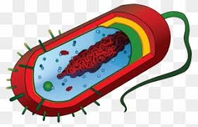 There is an electrical wiring diagram on the inside of the access panel. File Simple Diagram Of Simple Plant Cell Diagram Unlabeled Clipart 5515458 Pinclipart