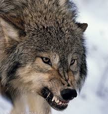 Pin On Tigers Wolves