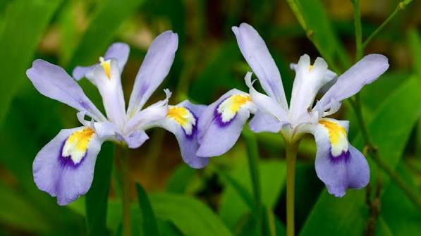 Iris cristata - Wikipedia
