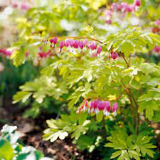 Bleeding Heart Better Homes Gardens