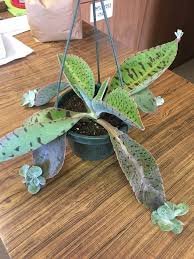 Kalanchoe Gastonis Bonnieri Donkey Ears Planting Succulents Succulents Garden Plants