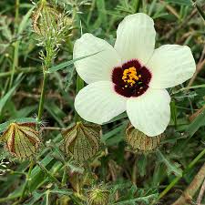 Image result for Hibiscus tridactylites