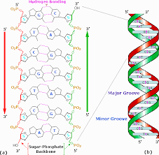 This worksheet ties into life science and highlights dna's double helix structure. Nucleic Acids