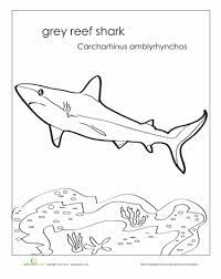 Grey Reef Shark Worksheet Education Com Grey Reef Shark Reef Shark Shark Coloring Pages