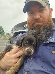 American bull/lab mix puppies for adoption near Rockingham