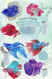 Betta Fish Layout Final Everythingaboutbettafish Betta Fish Betta Tropical Fish Aquarium