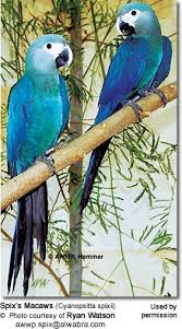 Macaws Detailed Information Photos Pet Birds Beautiful Birds Animals Beautiful