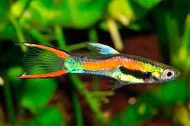 They seem to especially thrive in planted tanks, as this more closely mimics their natural environment. Endlers Detailed Guide Care Diet And Breeding Shrimp And Snail Breeder