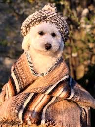 minik arkadas kopek poodle kopek yavru kopek