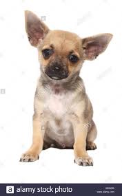 Chihuahua kurzhaar kaufen und verkaufen. Kurzhaar Chihuahua Welpen Sitzen Stockfotografie Alamy