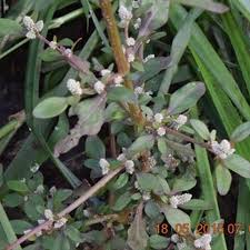 Image result for Nothosaerva