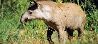 A tapir looks like a cross between a pig and an aardvark. Regenwald Tiere Tapire Abenteuer Regenwald