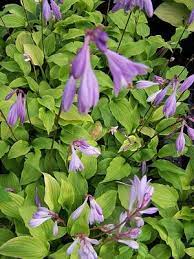 We did not find results for: Hosta Purple Passion Hosta Medium From Quackin Grass Nursery