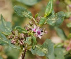 Image result for Zaleya