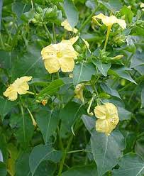 Mirabilis jalapa was cultivated by the aztecs for medicinal and ornamental purposes. Four O Clock Marvel Of Peru
