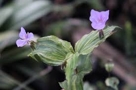 Image result for Tinnea galpinii