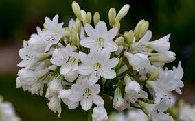 Image result for Agapanthus codii