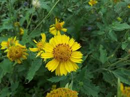 Image result for Verbesina encelioides