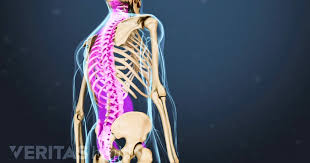 Back definition, the rear part of the human body, extending from the neck to the lower end of the spine. Spinal Anatomy And Back Pain