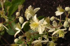 Image result for Clematis brachiata