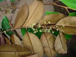 Image result for Chrysophyllum