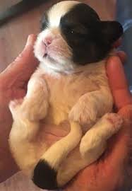 Puppy diarrhea ranks near the top as a common puppy problem, and being familiar kinds of puppy diarrhea to see the vet immediately! Shih Tzu Age Stages And Information