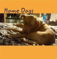 Home Dogs: Seth Kruse: 9781367705494: Amazon.com: Books