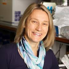 A 3D Vascularized Islet Biomimetic to Model Type 1 Diabetes