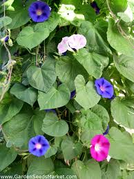Home Garden Picotee Morning Glory Early Call For Indoor And Balcony Cultivation Ivy Morning Glory Japanese Morning Glory 40 Seeds Garden Seeds Market Free Shipping