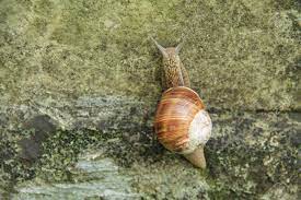Use them in commercial designs under lifetime, perpetual & worldwide rights. Close Photo Of Edible Snail On The Wall Stock Photo Picture And Royalty Free Image Image 81835786