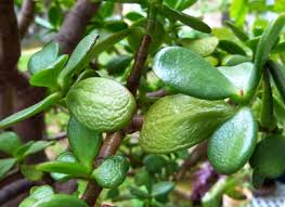 「金のなる木」の画像検索結果