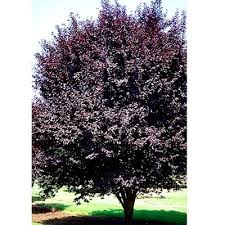 It is a very popular ornamental landscape tree, in large part because its showy purple foliage and its profuse spring bloom of pink flowers. Krauter Vesuvius Purpleleaf Plum Tree Walnut Ridge Nursery And Garden Center Jeffersonville In