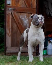 Powerful and easy to use. Old English Bulldog Being Cool 9gag