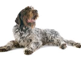 The wirehaired pointing griffon is dutch in origin. Wirehaired Pointing Griffon Breed Facts And Information Petcoach