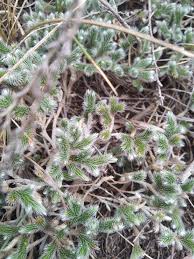 Image result for Selaginella dregei