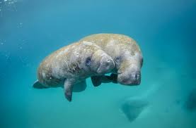 Последние твиты от manatee (@manateegg). West Indian Manatee