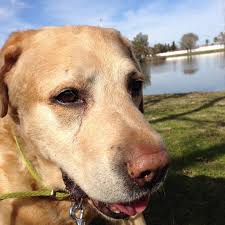 Te fuiste hace más de 6 años, pero seguís en mi corazón como todos los que  se fueron. Recuerdo cómo nos divertíamos. El amor no muere nunca. Peter  amado .