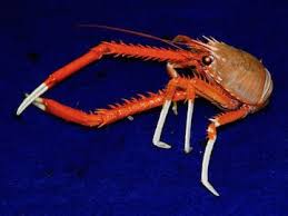 Image result for Crabbea glandulosa