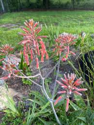 Image result for Aloe zebrina