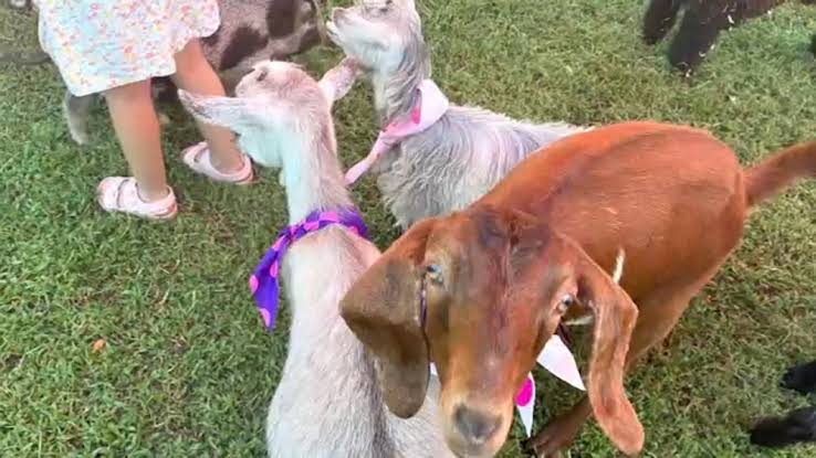 After hiring company with infected goats, mom speaks out on possible rabies  exposure - ABC7 New York