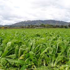 Image result for Brassica