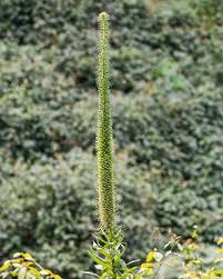 Image result for Agelanthus fuellebornii