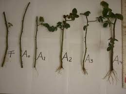 Image result for cuttings of roses