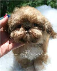 Imperial Shih Tzu Puppies For Sale Available Imperial Shih Tzu Boy Visit Our Shih Tzu Puppy Imperial Shih Tzu Shih Tzu Dog