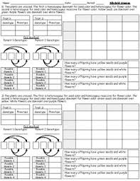 Put the male's gametes on. Dihybrid Punnett Square Worksheets Teaching Resources Tpt